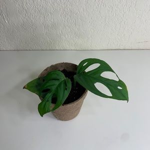 Monstera Adansonii